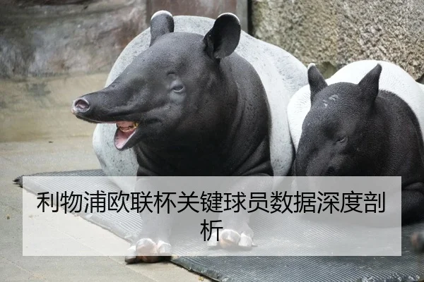 利物浦欧联杯关键球员数据深度剖析